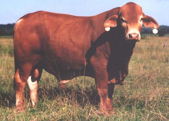 MOO