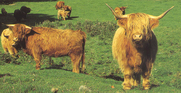 cows
