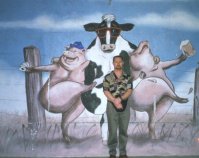 cows