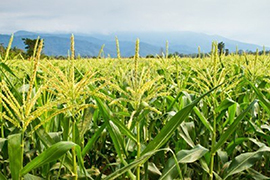 agriculture and gardening