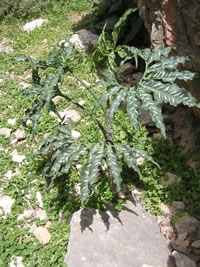 kreta pflanze