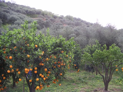 westkreta