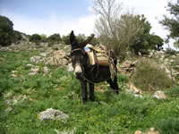 kreta lassithi esel