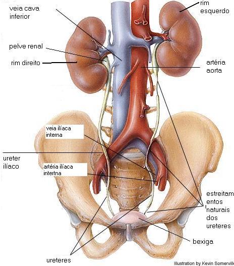 IMAGEN CHOQUE HOMEOSTASIS imagen choque homeostasis: