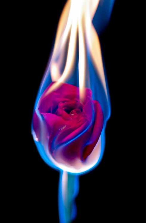 This is a rose on fire