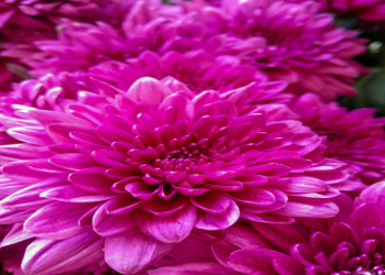 flowerf