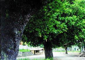 San Miguel de Sarand&oacute;n, Vedra. (c) C. Neira 1998