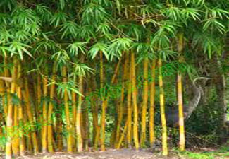 BAmboo