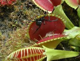Carnivorous
