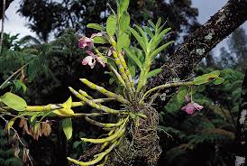 epiphyte