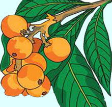 fruit