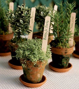 Herbs