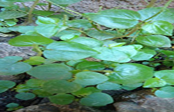 pansitpansitan