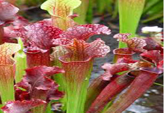 Pitcher