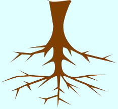 Roots