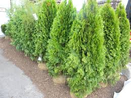 Shrubs