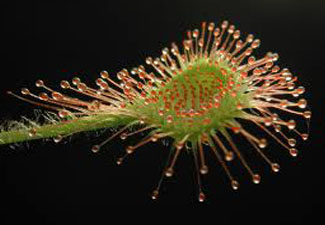 Sundew