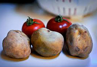 tomato