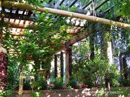 Vines