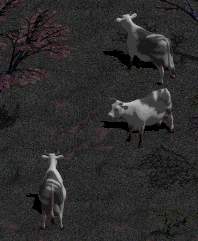 Cows