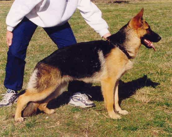 � Kazkiri Kennels