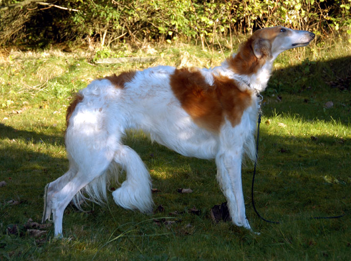� LeSphinx Borzois