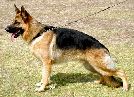 � Kazkiri Kennels