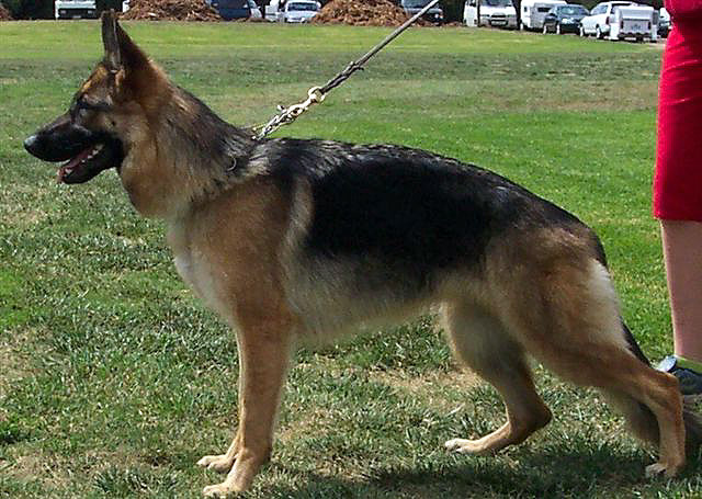 � Kazkiri Kennels
