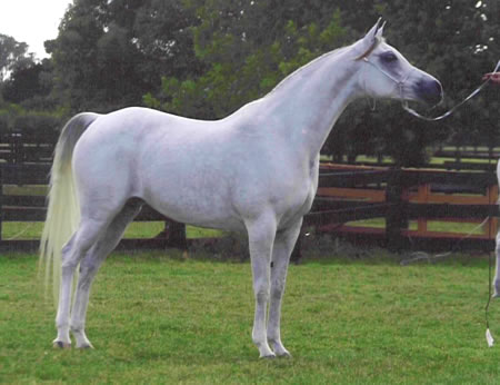 � Gerzanne Arabians