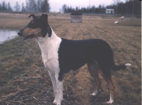 � Hiekkatuulen kennel