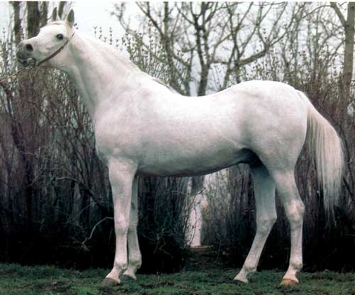 � Second Wind Arabians