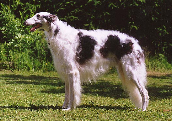 � Le Sphinx Borzois