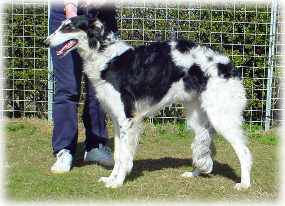 � LeSphinx Borzois