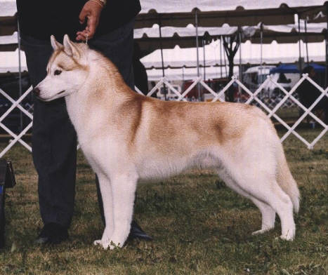 � Bakerlake Siberian Huskies