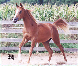� Second Wind Arabians