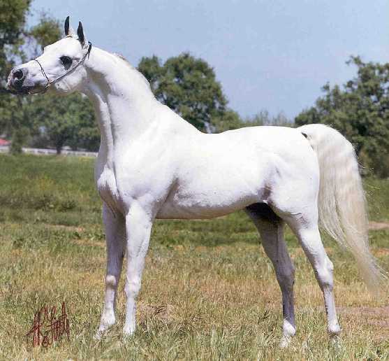 � Windamere Arabians