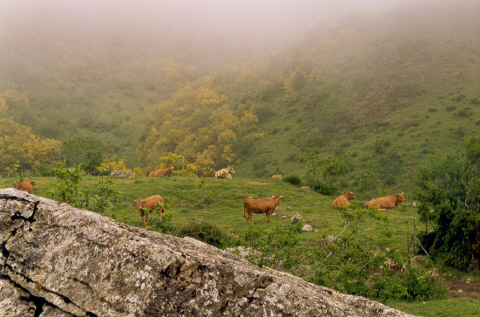 Vacas en la Bra�a Vietxa