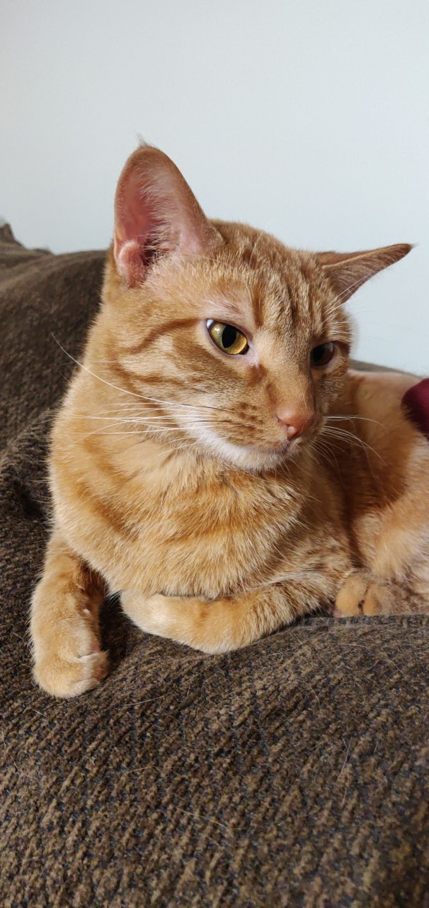 tabby cat