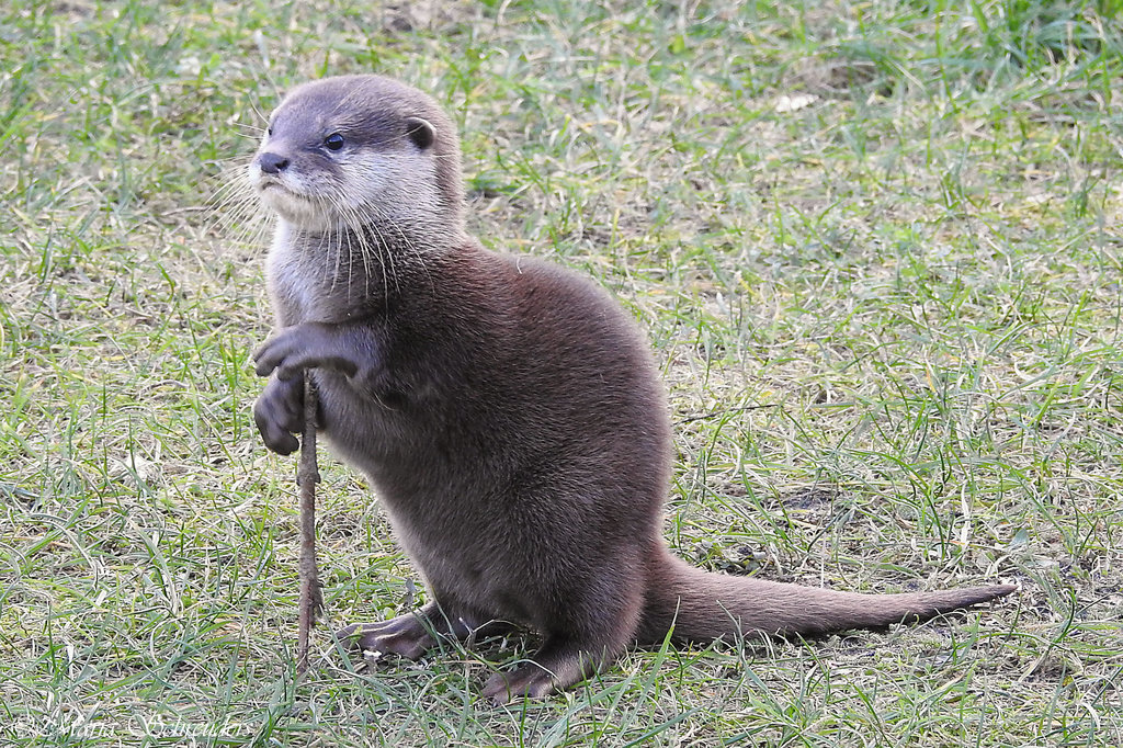 cute otter