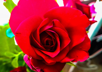 rose