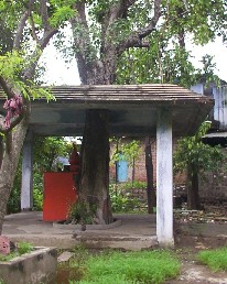 Hanuman Mandir and peepal tree