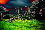 My personal vision of a fallen tree near an ancient burial ground