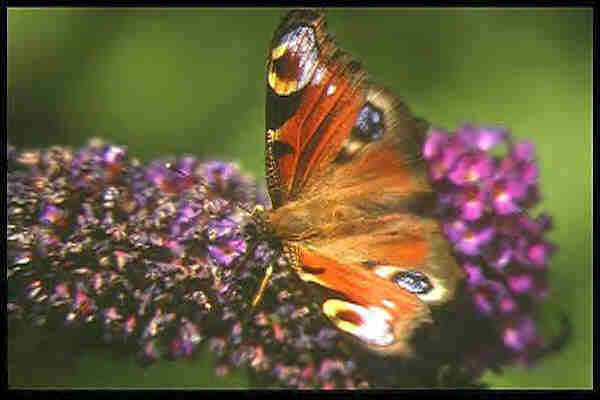 Butterfly graphic