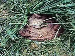 Mina ecuatoriana sembrada en territorio peruano. Cortes�a Danny Moeri