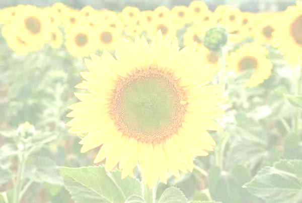 image004