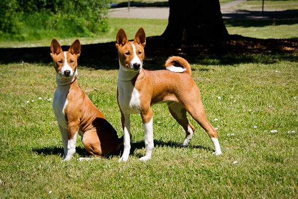 Basenji Puppies