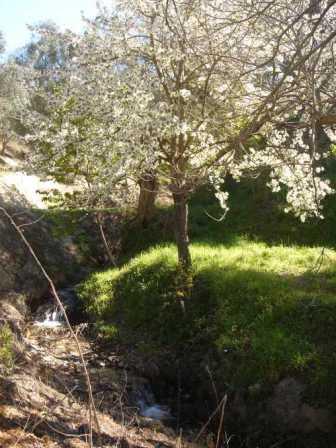cerezos en flor