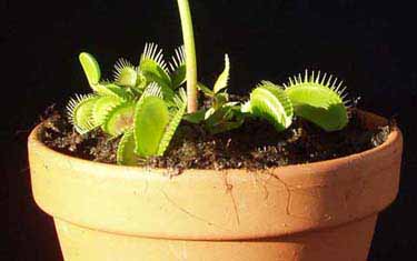 Hojas-trampa de Dionaea muscipula