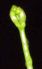 Detalle de la futura flor