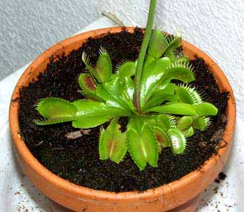 Detalle de hojas y trampas